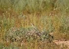 Witvleugelleeuwerik (white-winged lark) (Melanocorypha leucoptera) - Tsagaan suvarga 23-08-2016 (2)